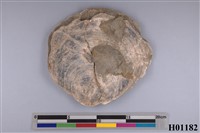 藏品(月形靜嫻蛤化石)的圖片